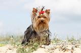 YORKSHIRE TERRIER 076